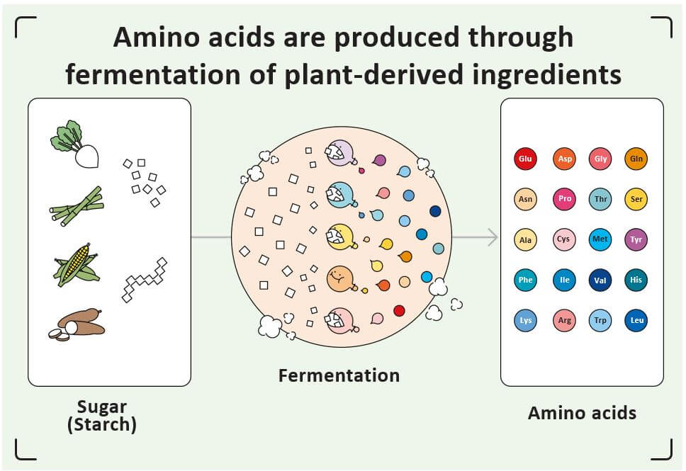 Amino acids are produced through fermentation of plant-derived ingredients