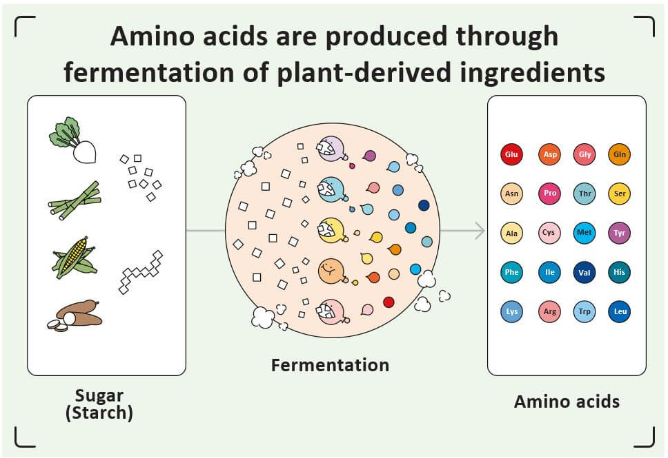 Les différentes voies de fermentation chez les microorganismes, A 