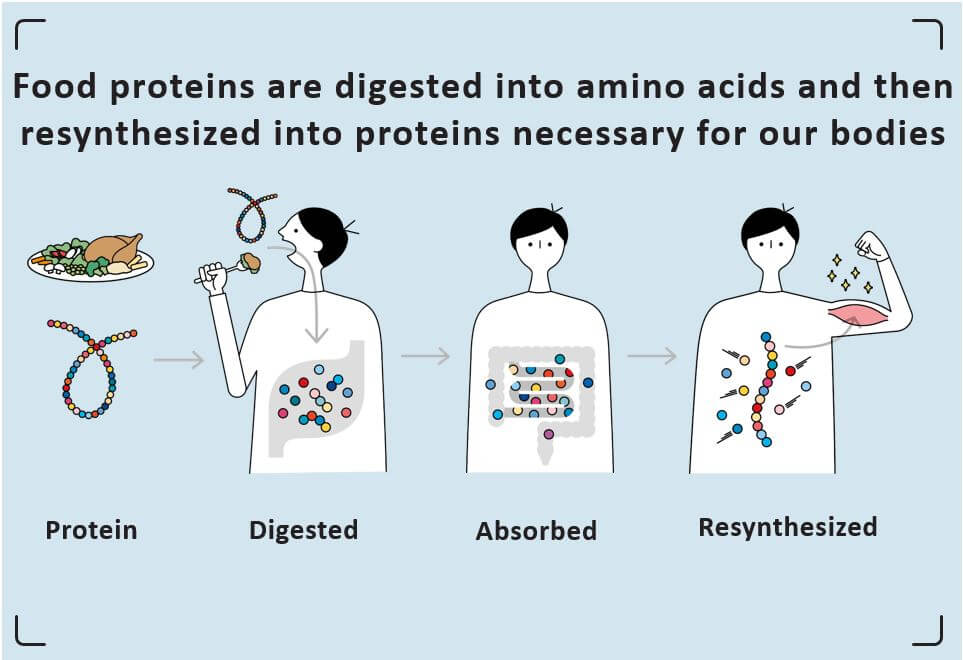 โปรตีนในอาหารจะถูกย่อยเป็นกรดอะมิโนแล้วสังเคราะห์ใหม่เป็นโปรตีนที่จำเป็นต่อร่างกายของเรา
