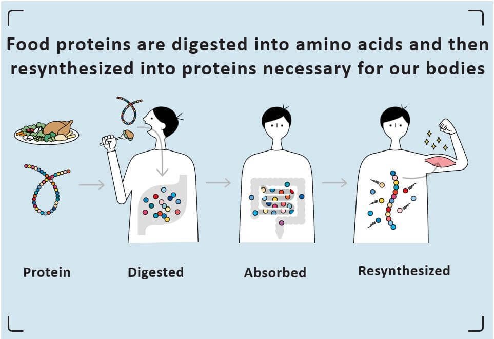 Food proteins are digested into amino acids and then resynthesized into proteins necessary for our bodies