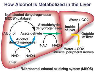 Cómo se metaboliza el alcohol en el hígado