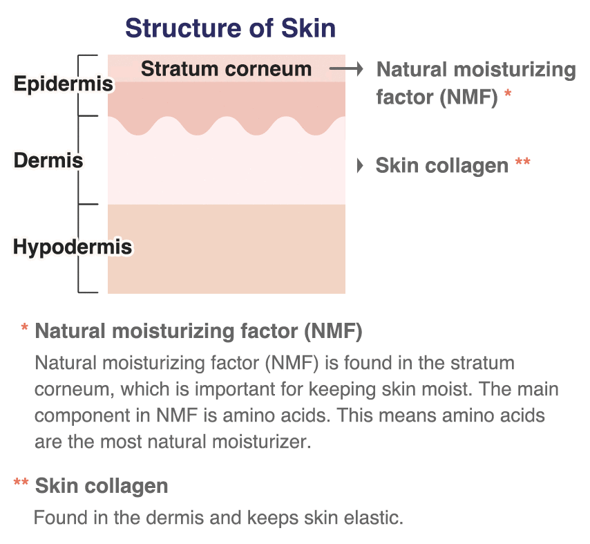 Structure of skin