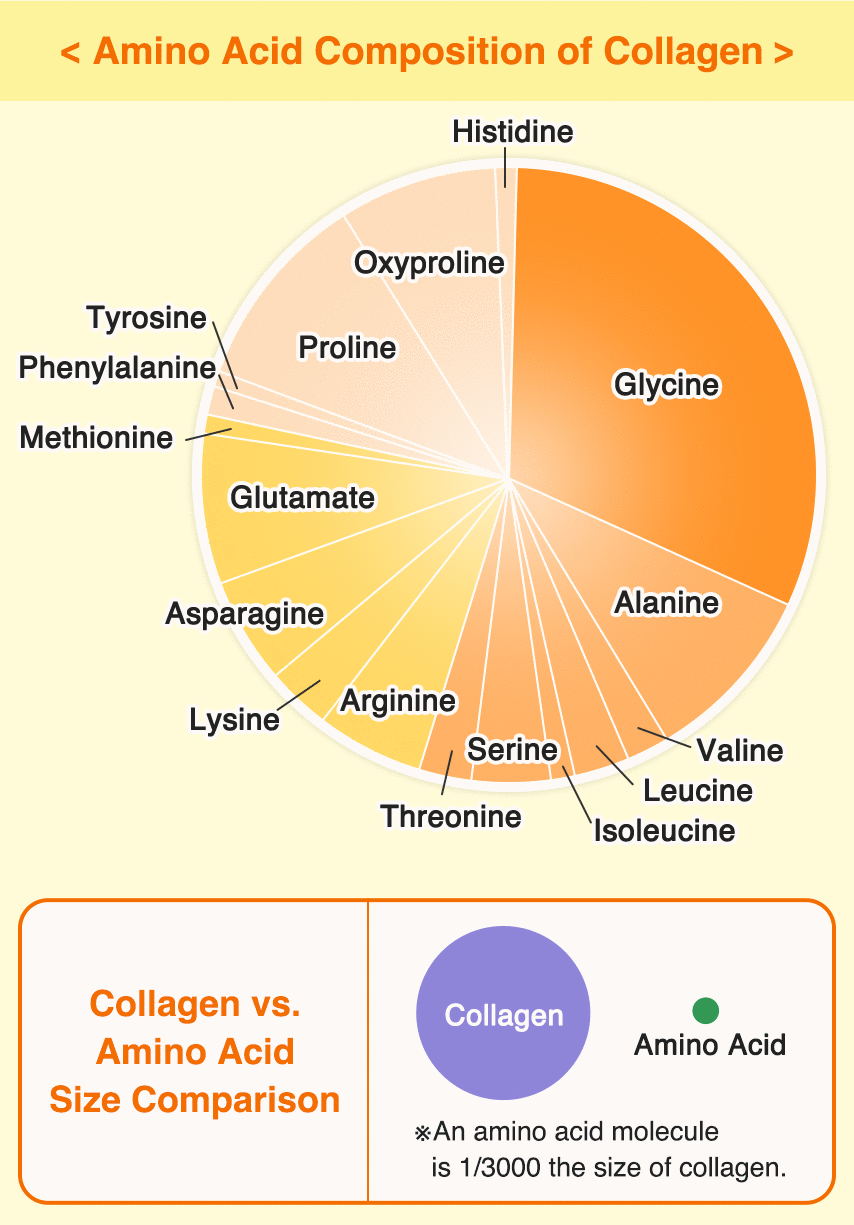 콜라겐의 아미노산 조성