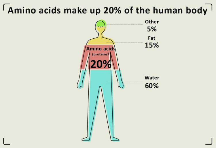 20 Percent Amino Acids