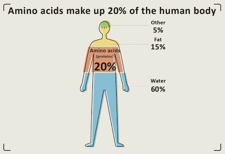 Amino Acids For Skin And Hair Amino Acids In Our Lives Amino Acids Ajinomoto Group Global