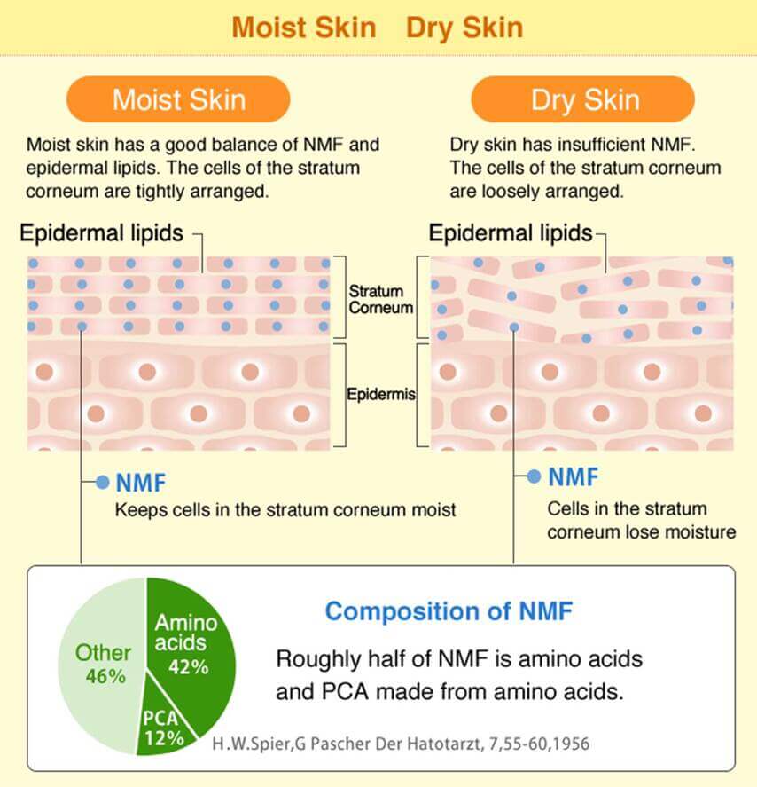 Roughly half of the NMF of skin is amino acids and pyrrolidone carboxylic acid (PCA).