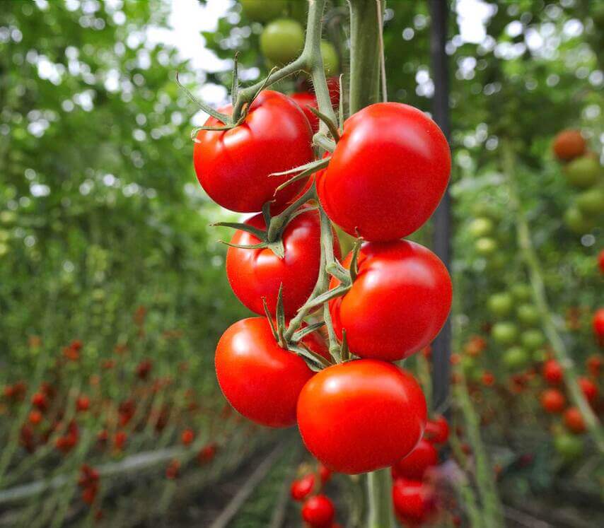 El glutamato y el aspartato son responsables del sabor de los tomates