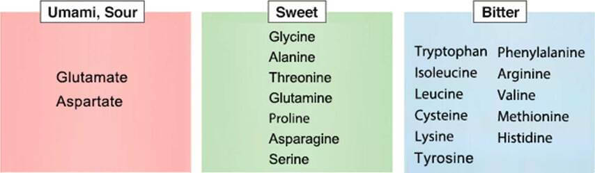 O sabor está relacionado com os tipos e quantidade de aminoácidos.