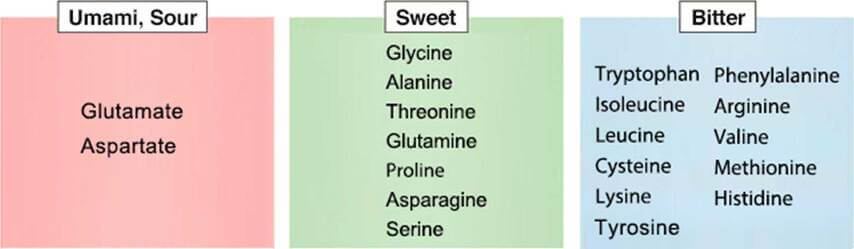 รสชาติสัมพันธ์กับชนิดและปริมาณของกรดอะมิโน