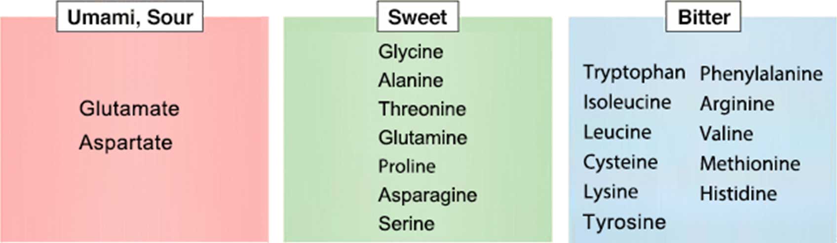 What Is Umami Flavor