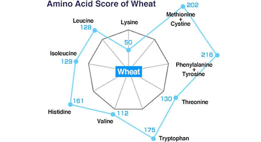 Score d'acides aminés du blé