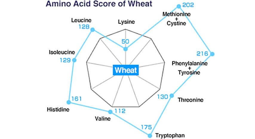 Amino Acid Score of Wheat