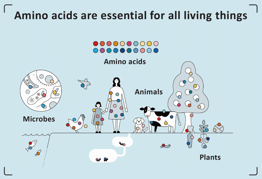 Que sont les acides aminés ? | Acides aminés | À propos du groupe Ajinomoto | Site Web mondial du groupe Ajinomoto - Mangez bien, vivez bien.