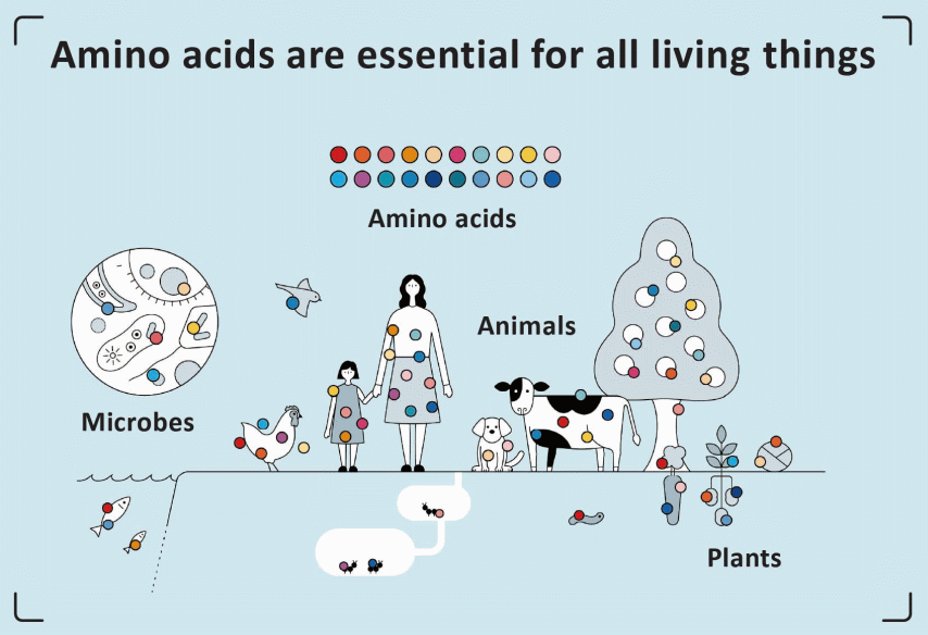 Amino Acids Are Essential