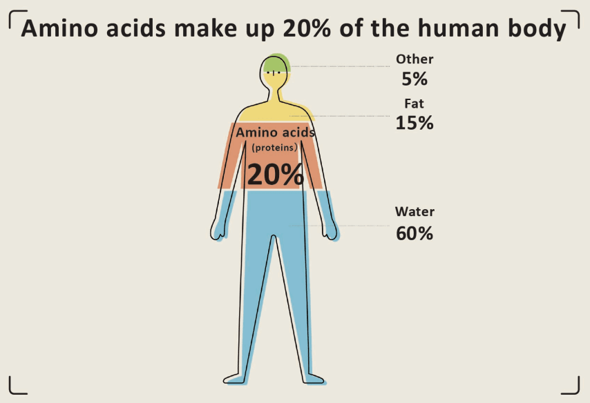 20%氨基酸