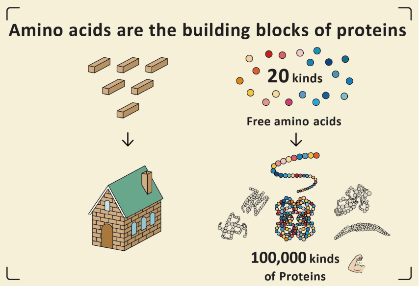 What Are Amino Acids