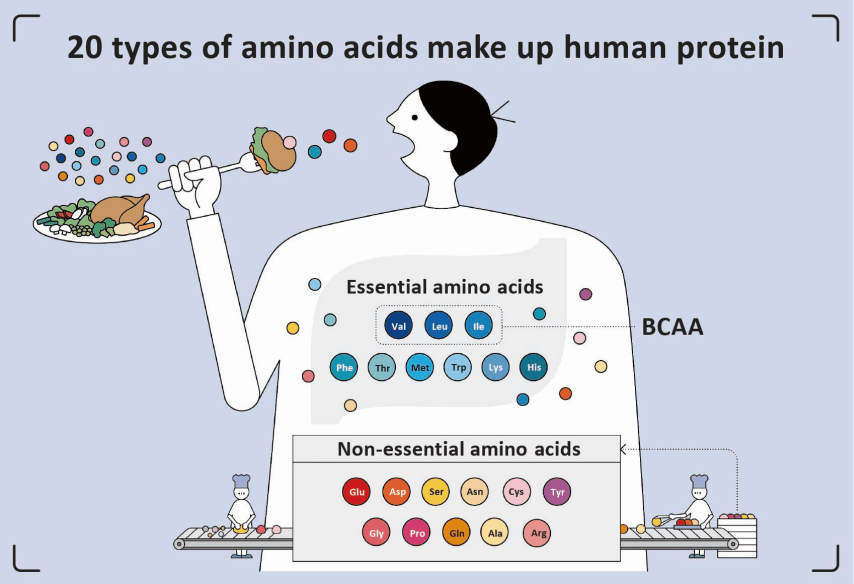 20 Types Of Amino Acids