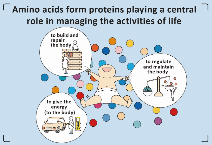 Amino Acids Gives The Energy To The body