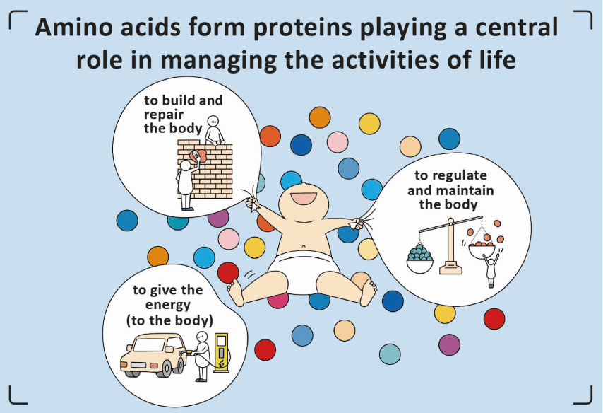 아미노산은 몸에 에너지를 제공합니다