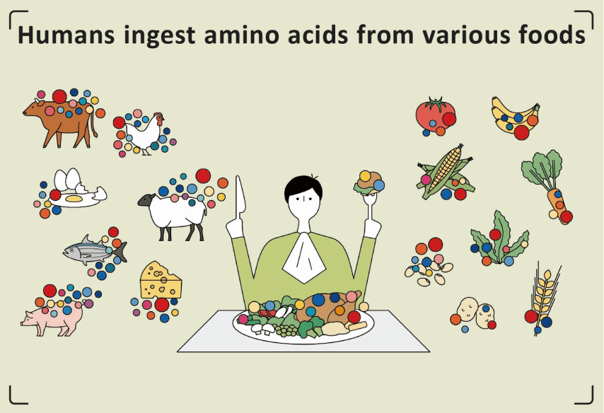 Acides aminés provenant de divers aliments