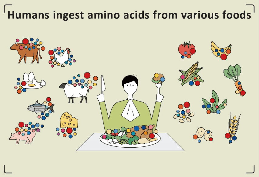 다양한 식품의 아미노산