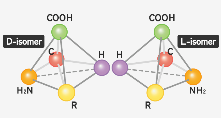 Structure of D-amino acids and L-amino acids