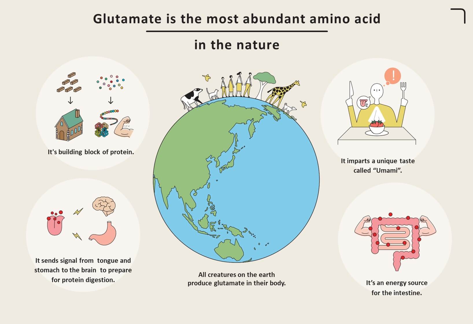 Le glutamate est l'acide aminé le plus abondant dans la nature