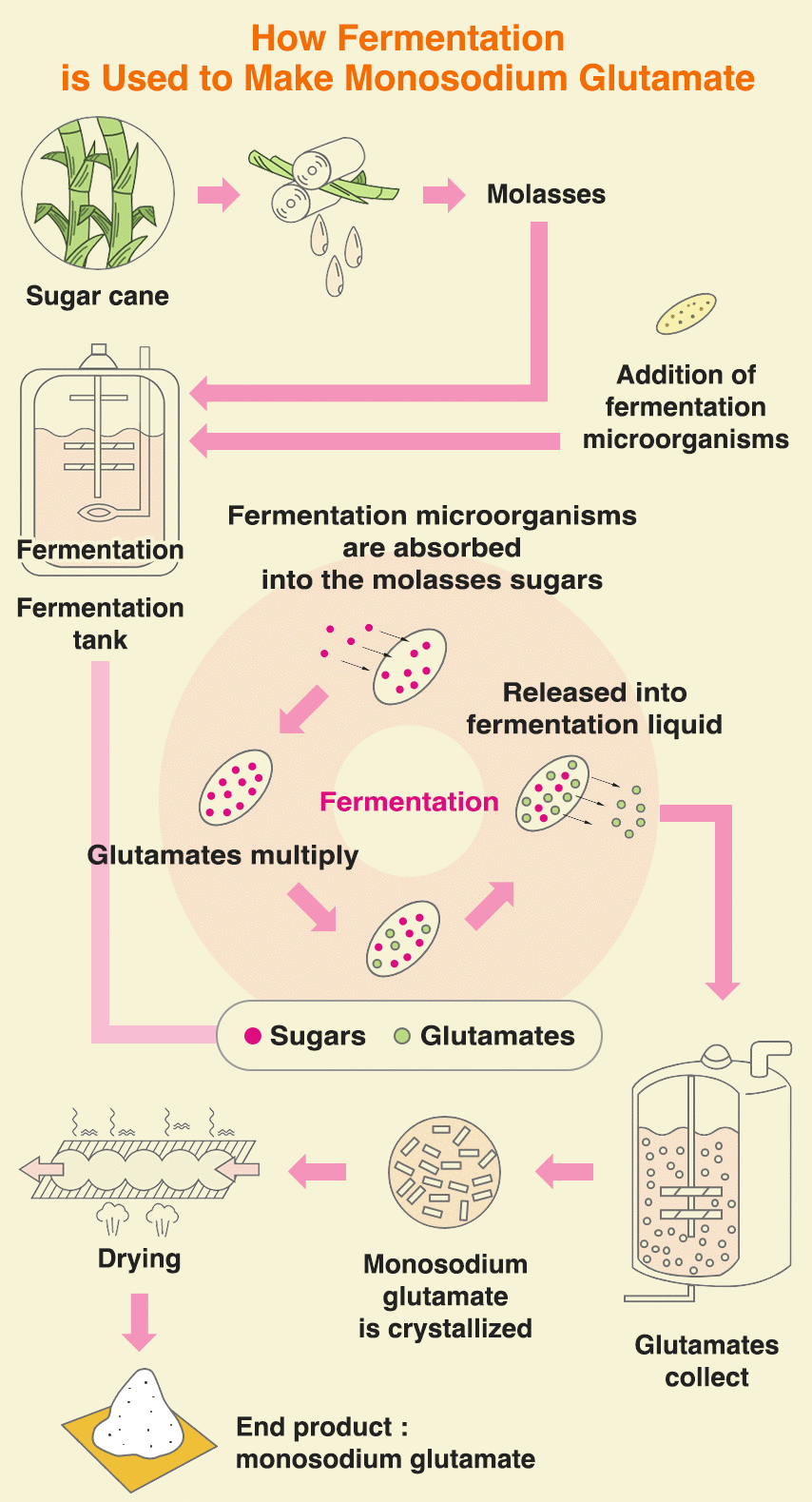 Como a fermentação é usada para fazer glutamato monossódico