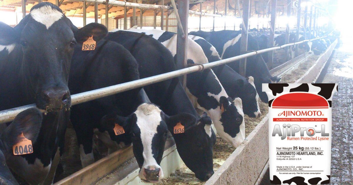 AjiPro®-L | Trang web toàn cầu của Tập đoàn Ajinomoto