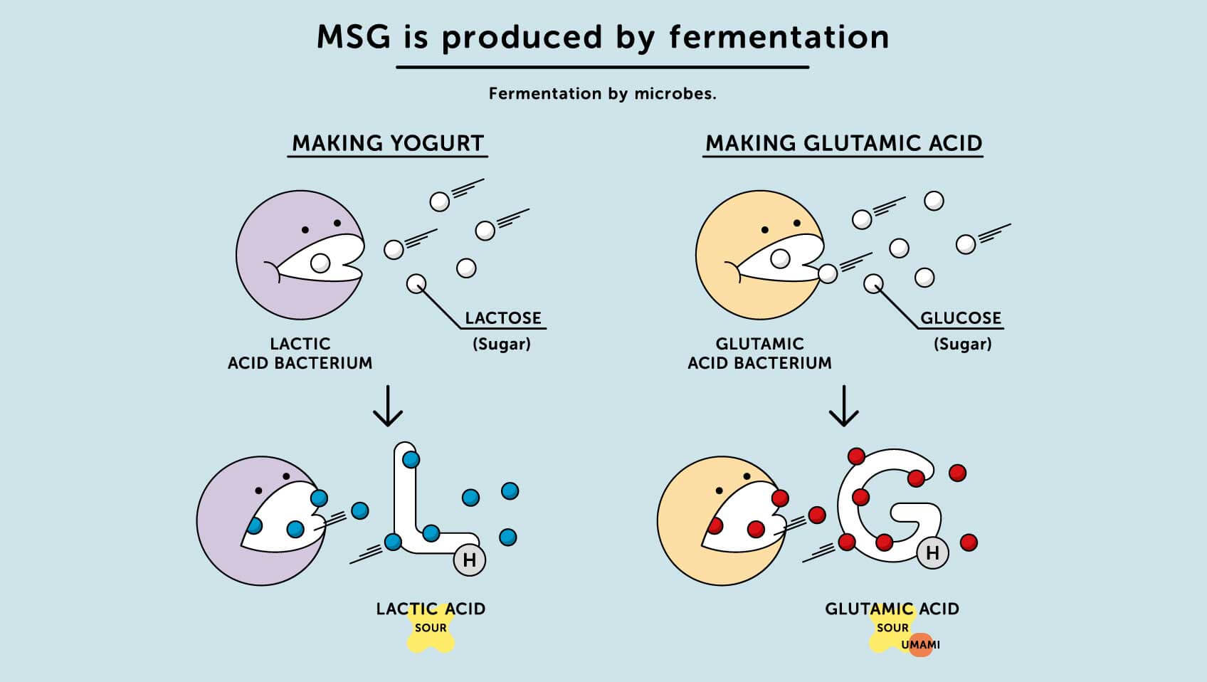 Qu'est-ce que le MSG et comment est-il fabriqué ?, GMS (Glutamate  Monosodique)