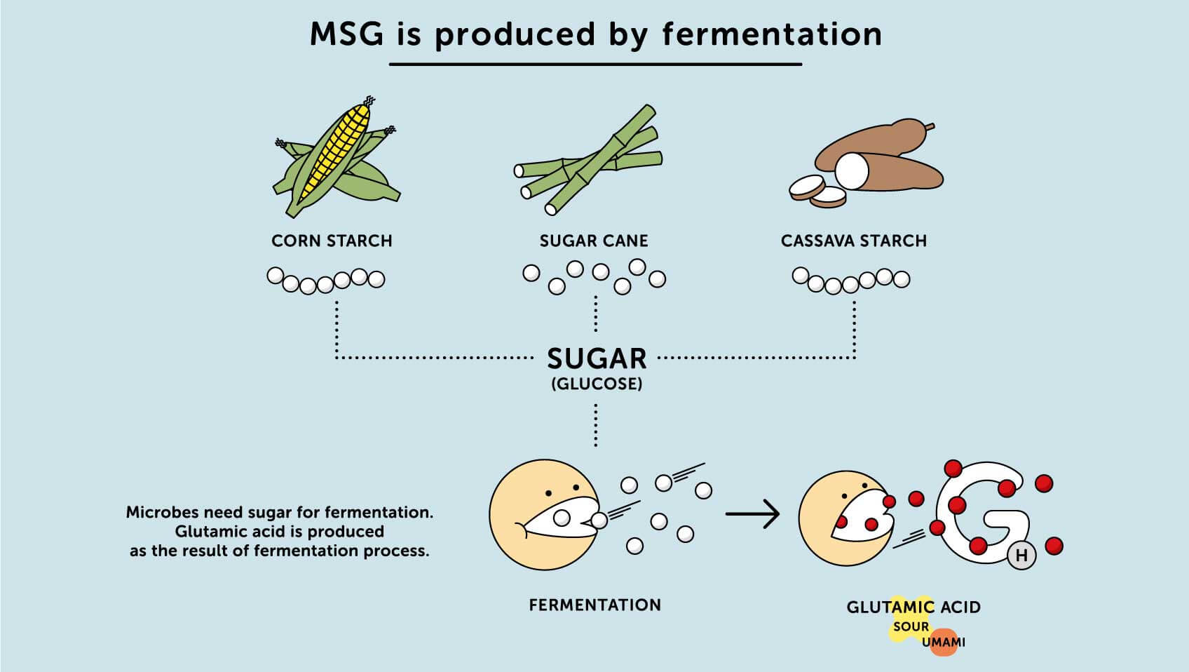 Fermentation MSG par l'amidon de maïs et de manioc