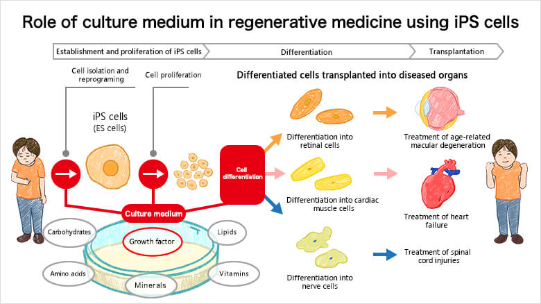 Papel del medio de cultivo en medicina regenerativa utilizando células iPS