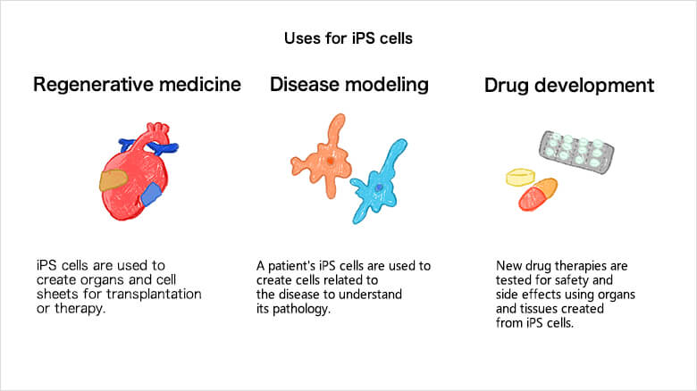 Utilisations des cellules iPS