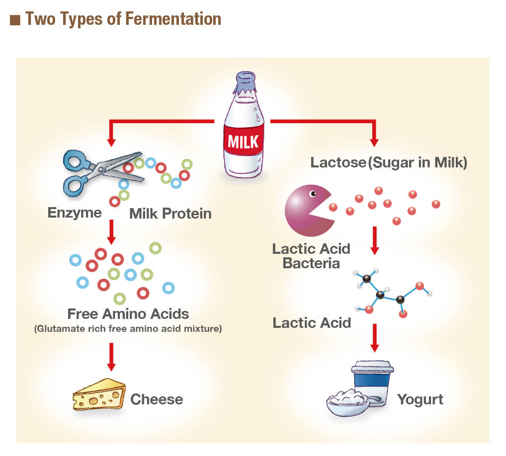 Two types of fermentation