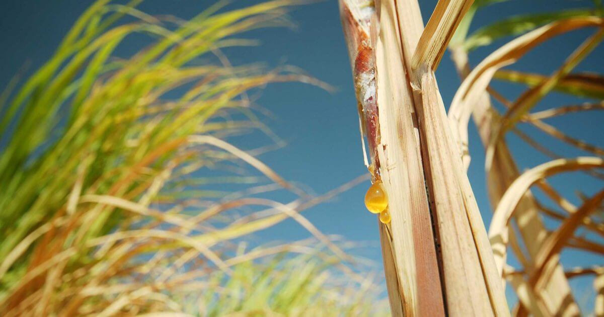 Making The Inedible Edible To Expand Global Food Supply Stories Ajinomoto Group Global Website Eat Well Live Well