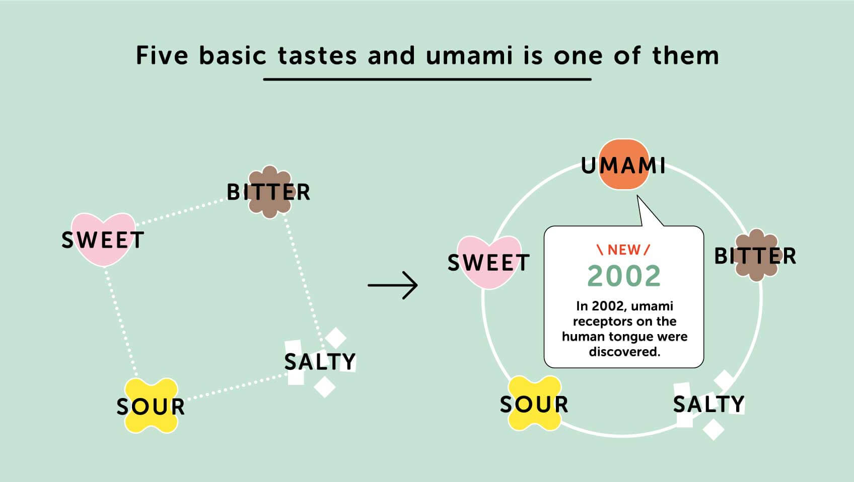 What is Umami?, Everything about umami, Umami